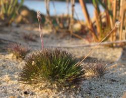 Centrolepis strigosa, habit of plants growing in sand on the shore of Lake Waikare  (Northland).
 Image: K.A. Ford © Landcare Research 2014 